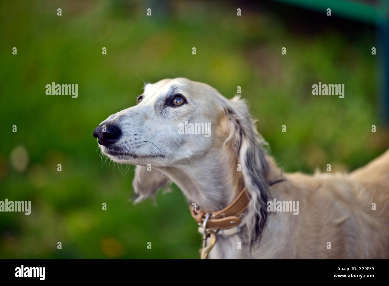 Alter Hund Windhund Stockfoto