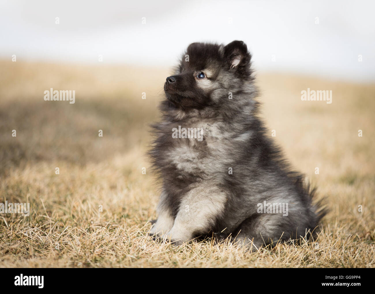 Keeshond Welpen spielen im Freien sitzen Stockfoto