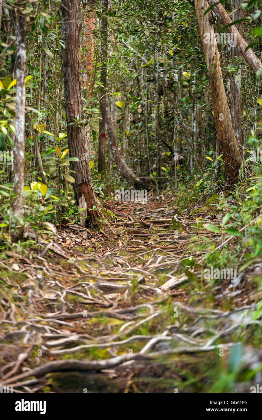 Trail in den Regenwald, Bako Nationalpark, Sarawak, Malaysia Stockfoto