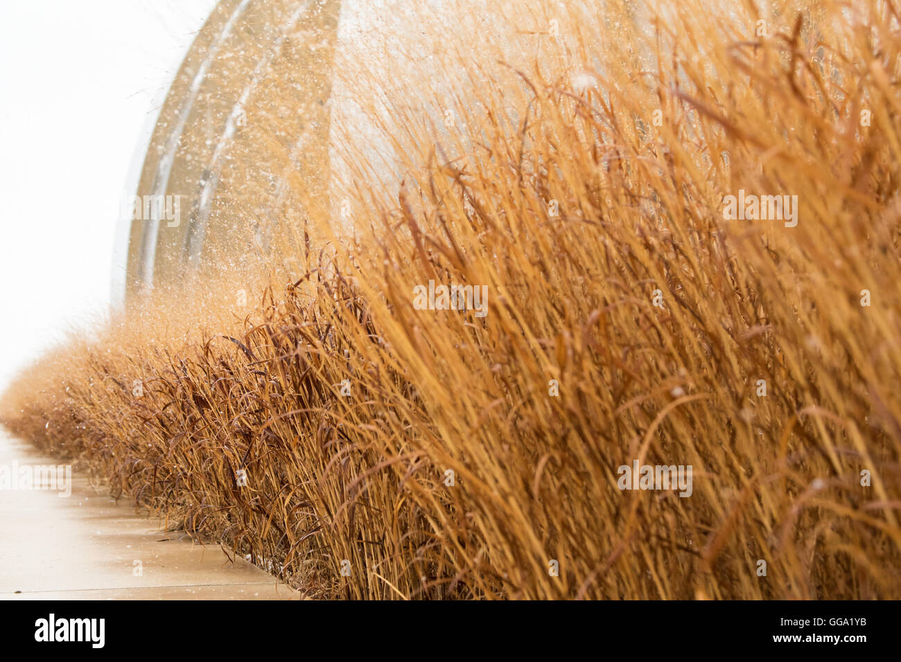 Grass Landschaft Detail Kauffman Center for the Performing Arts Stockfoto