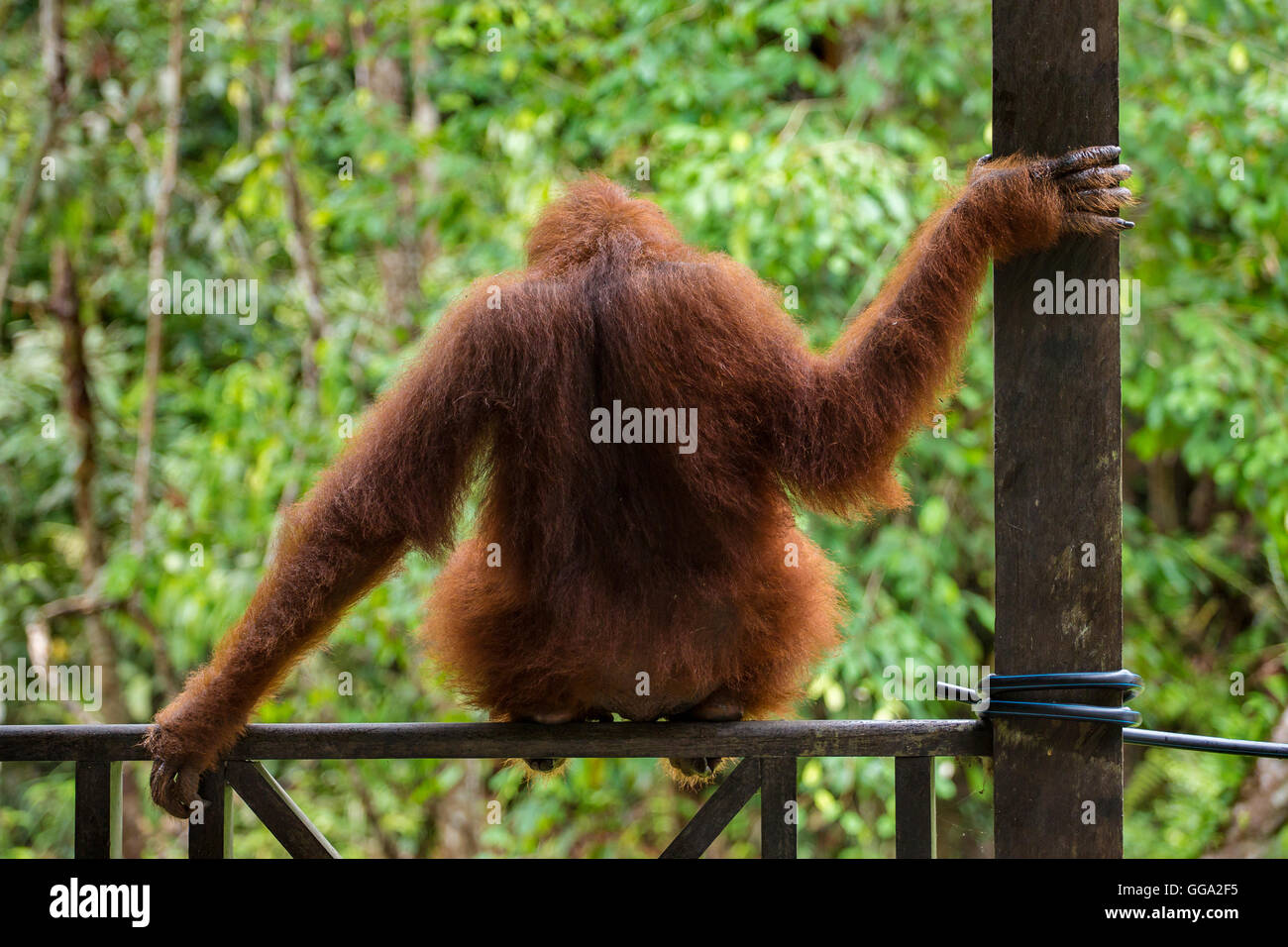 Weiblicher Orang-Utan sitzt auf dem Zaun im Semenggoh Nature Reserve, Sarawak, Borneo, Malaysia Stockfoto