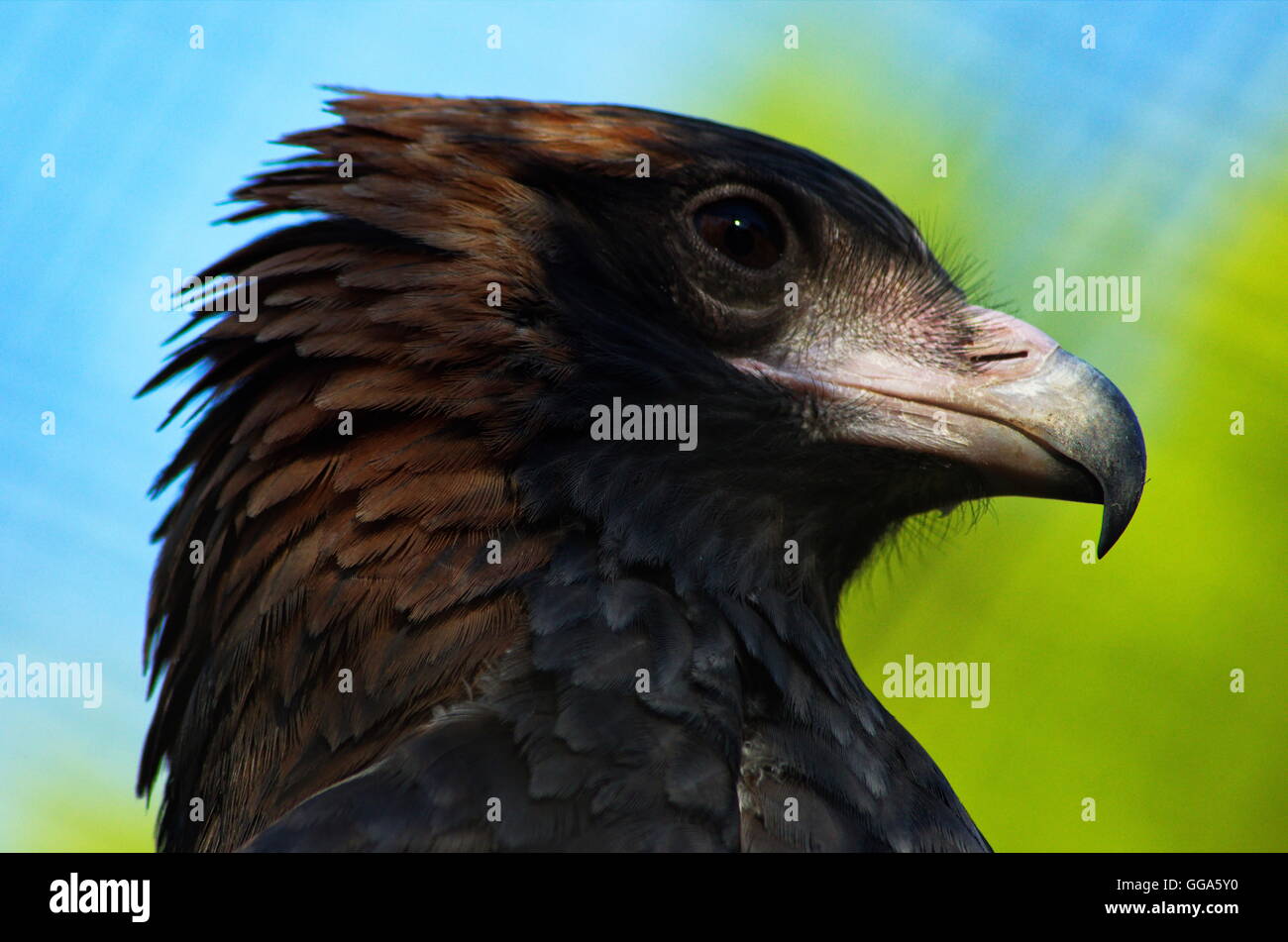 schwarzen einreihigen Bussard closeup Stockfoto