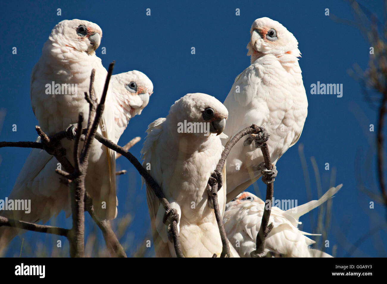 Nacktaugenkakadu Kakadu (Cacatua sanguineaund) Western Australia Stockfoto