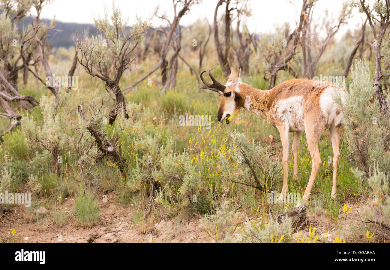 Erwachsenen Gabelbock Weiden Weide wilde Tiere Yellowstone Stockfoto