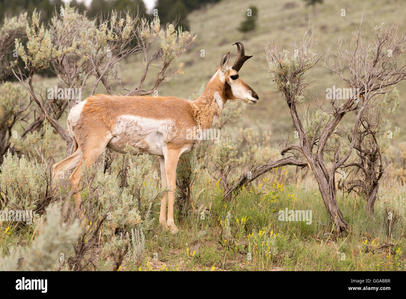 Erwachsenen Gabelbock Weiden Weide wilde Tiere Yellowstone Stockfoto