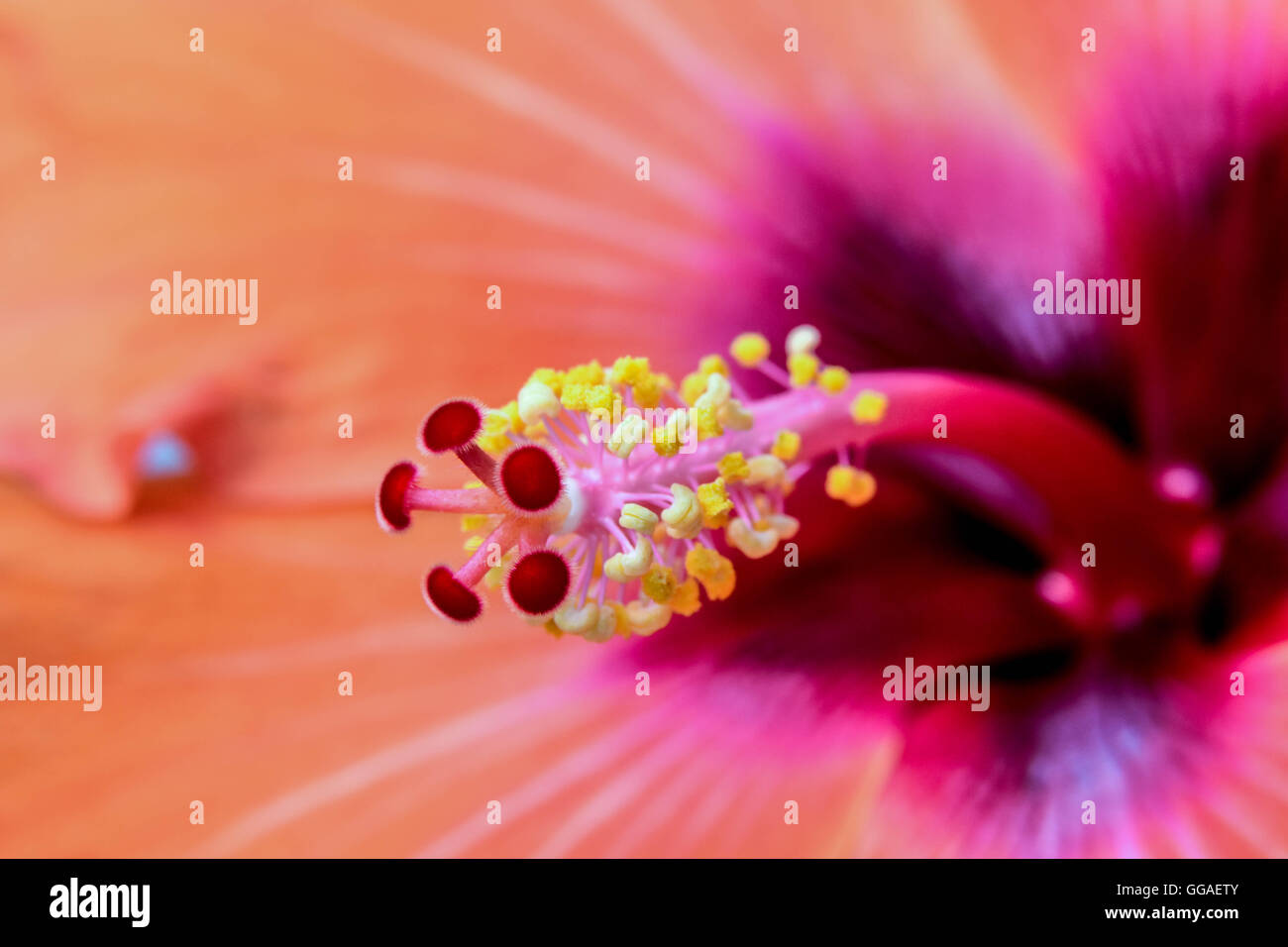 Hibiskus Blüte Stemp Stockfoto
