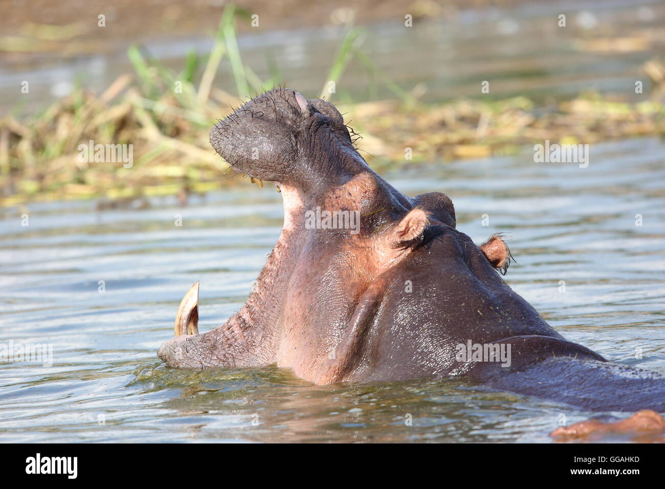 Flusspferd (Hippopotamus Amphibius) in Queen Elizabeth National Park, Uganda Stockfoto