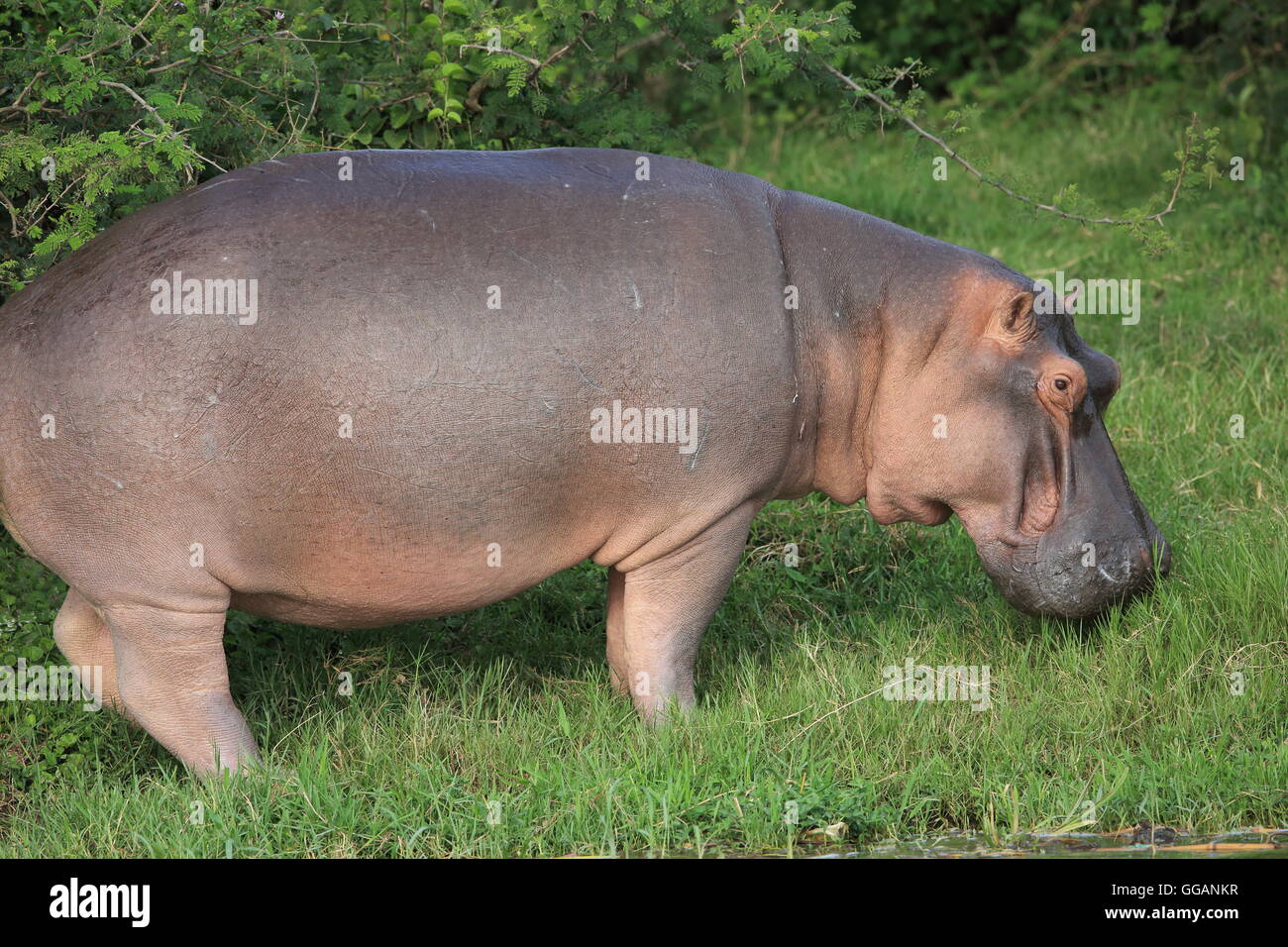 Flusspferd (Hippopotamus Amphibius) in Queen Elizabeth National Park, Uganda Stockfoto