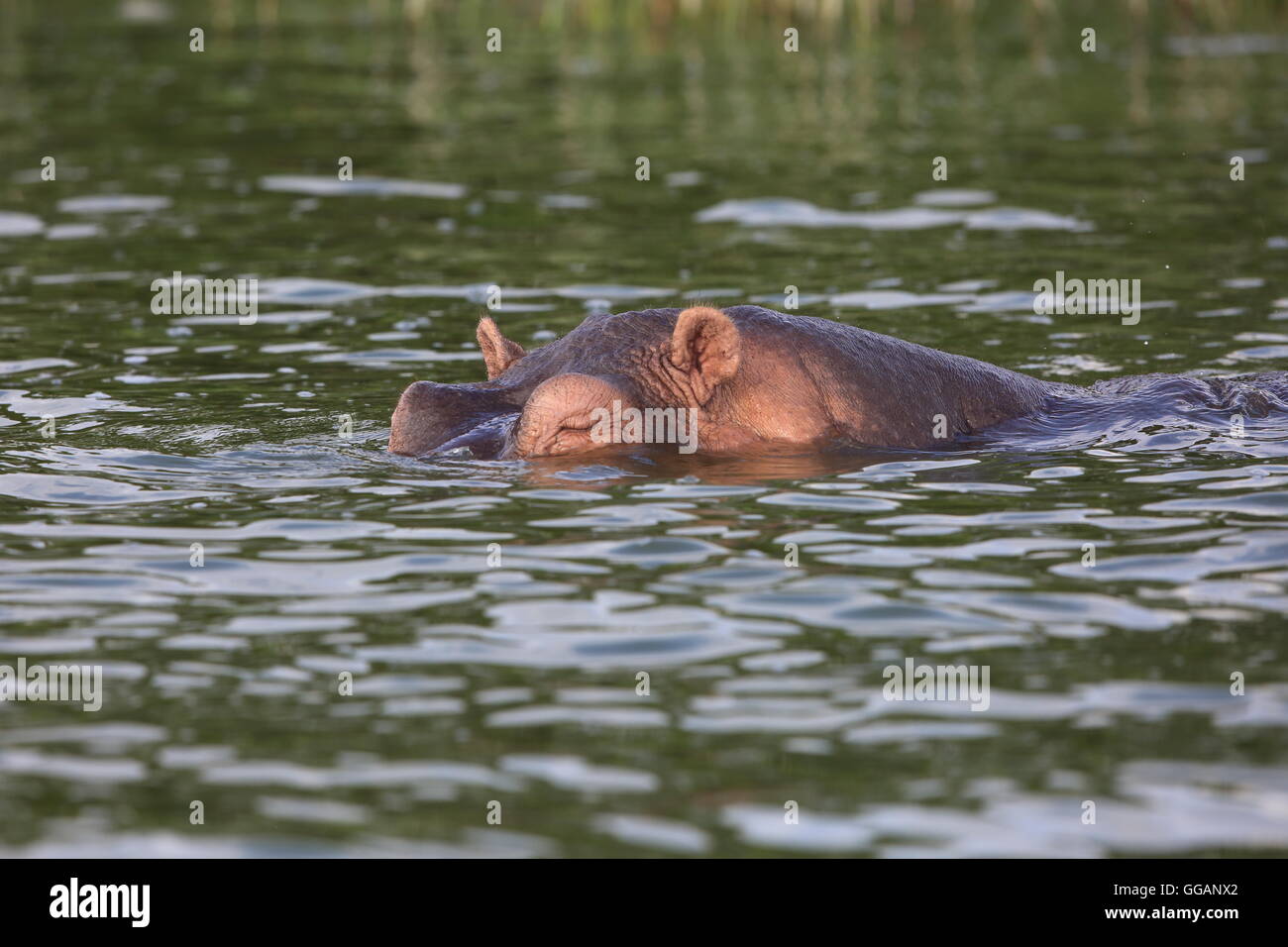 Flusspferd (Hippopotamus Amphibius) in Queen Elizabeth National Park, Uganda Stockfoto