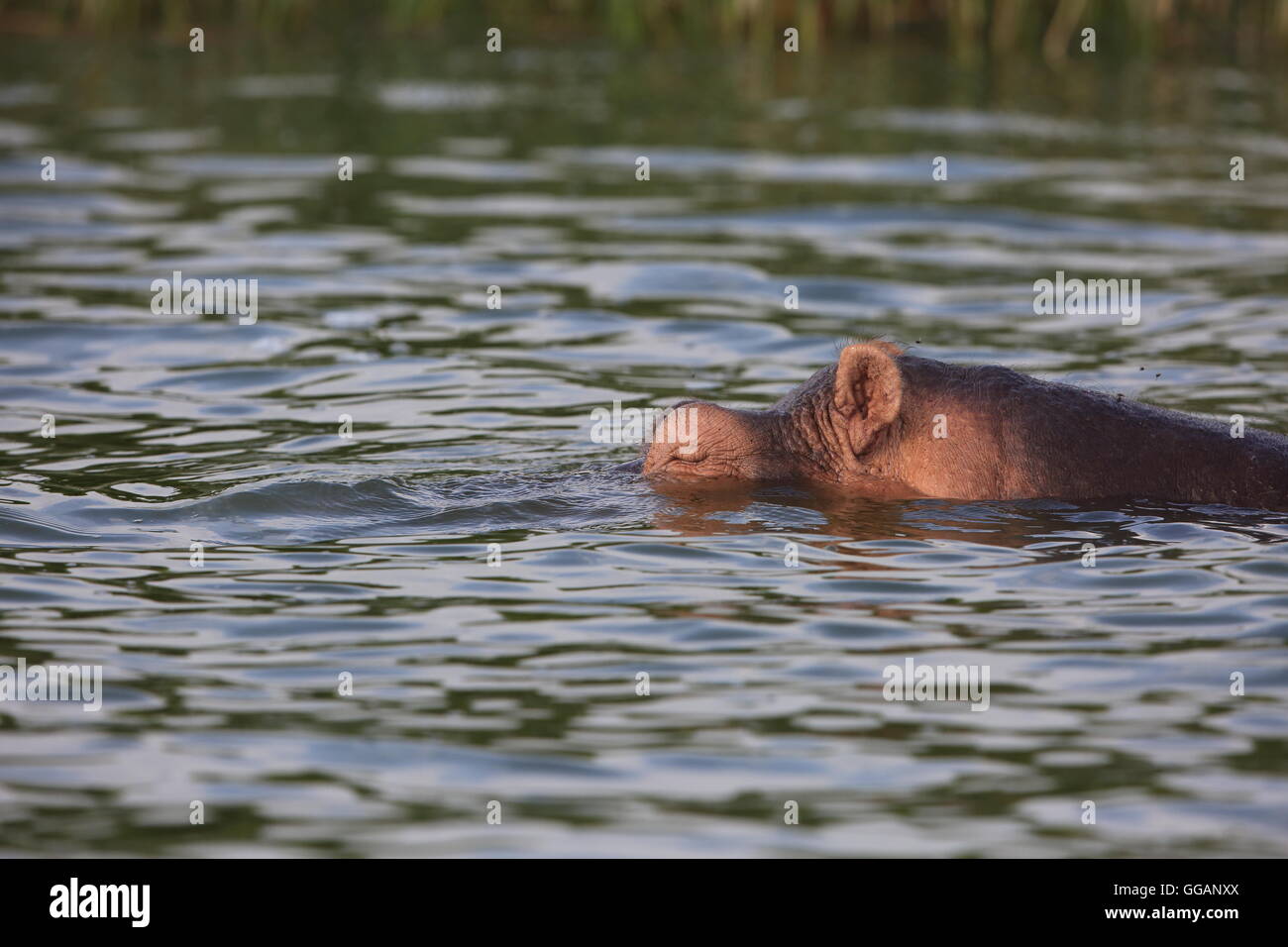 Flusspferd (Hippopotamus Amphibius) in Queen Elizabeth National Park, Uganda Stockfoto