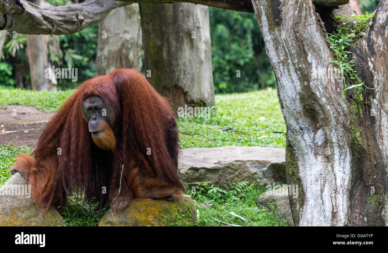 Orang Utans ausschließlich asiatischen Arten gesehen in Singapur 2016 Stockfoto