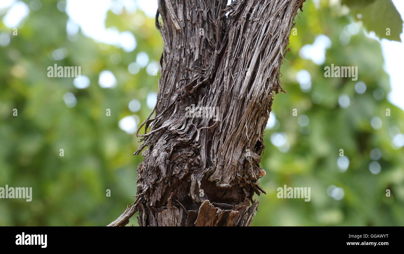 Stamm einer Weinrebe am Shannon Weine & Weinberge, Elgin Valley, Südafrika Stockfoto