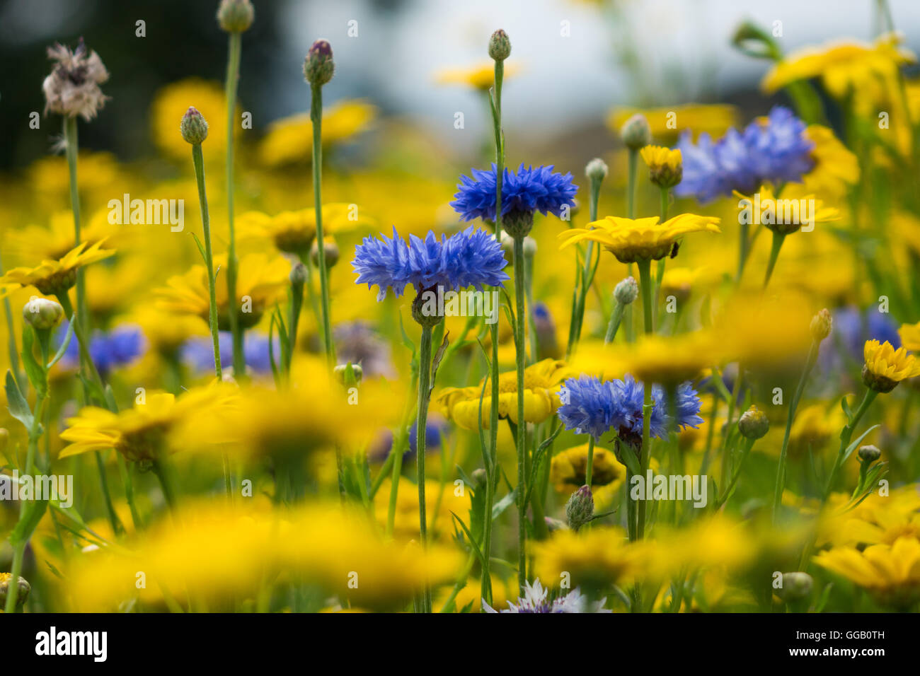Blaue Kornblumen in einem Feld von gelben Wildblumen. Stockfoto