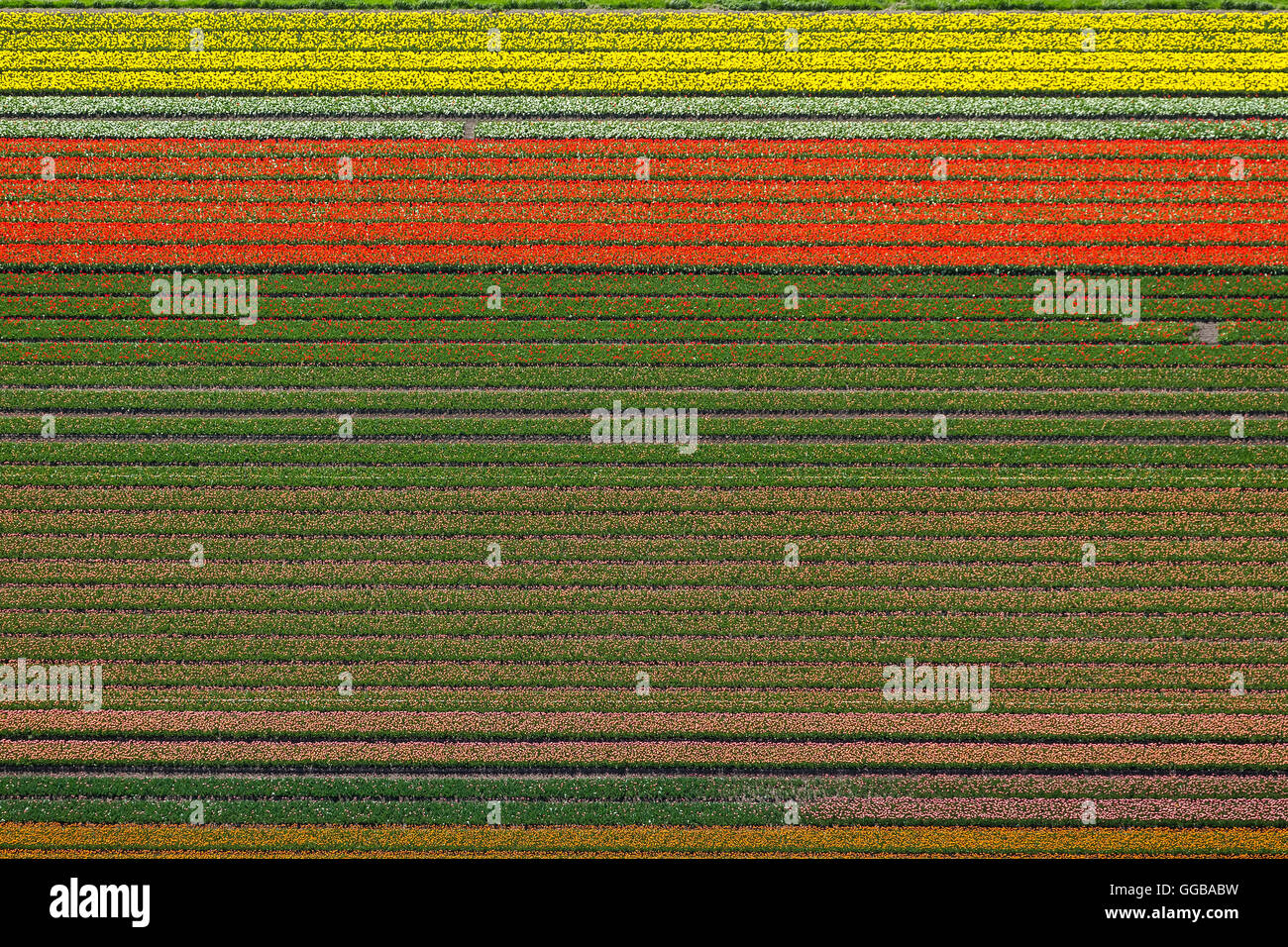 Luftbild, Tulpenfelder, Landwirtschaft, farbenfrohe Tulpenfelder, Tulpen (lat. Tulipa), Zierpflanzen, Zuidoostbeemster, Stockfoto