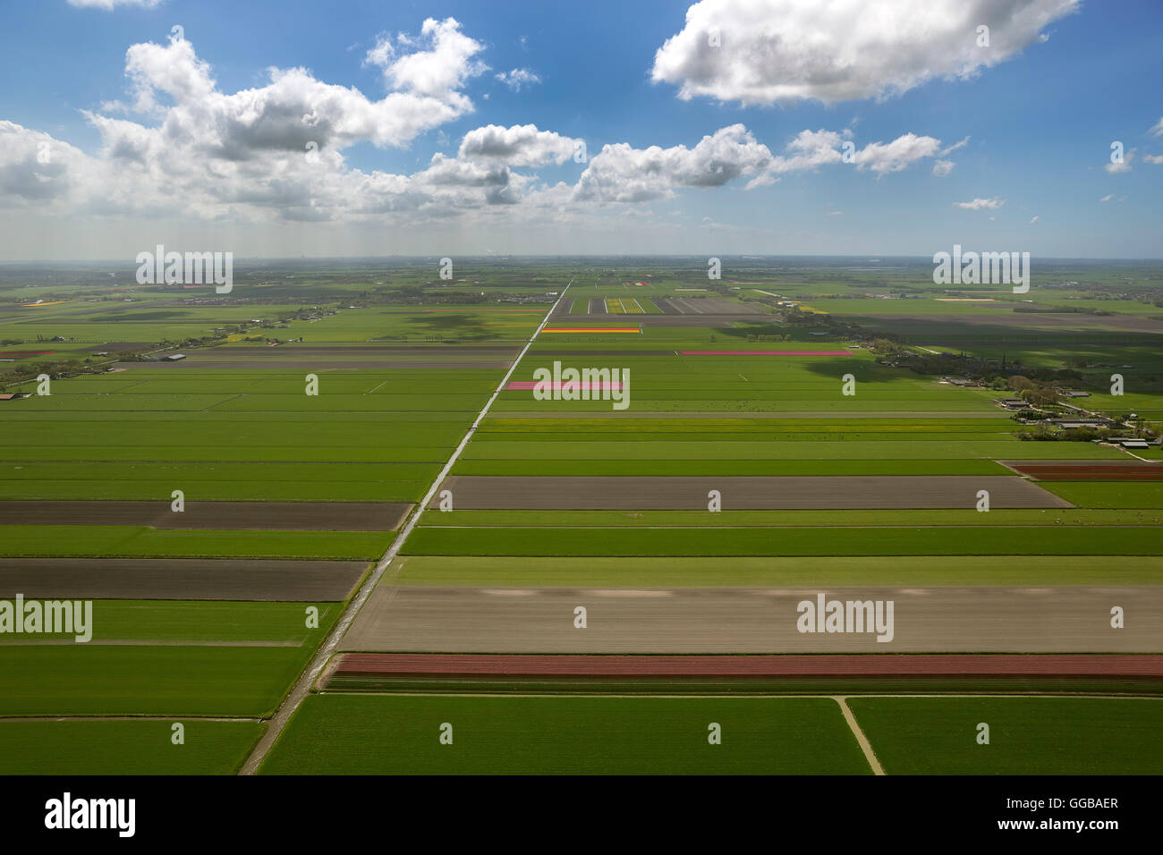 Luftbild, Tulpenfelder, Landwirtschaft, farbenfrohe Tulpenfelder, Tulpen (lat. Tulipa), Zierpflanzen, Noordbeemster, Stockfoto