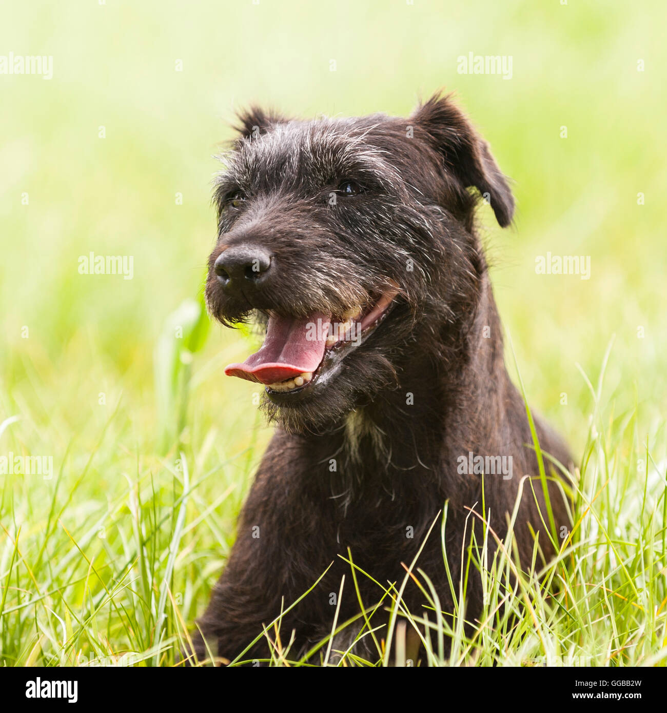 Eine funktionierende Patterdale Terrier im Vereinigten Königreich Stockfoto