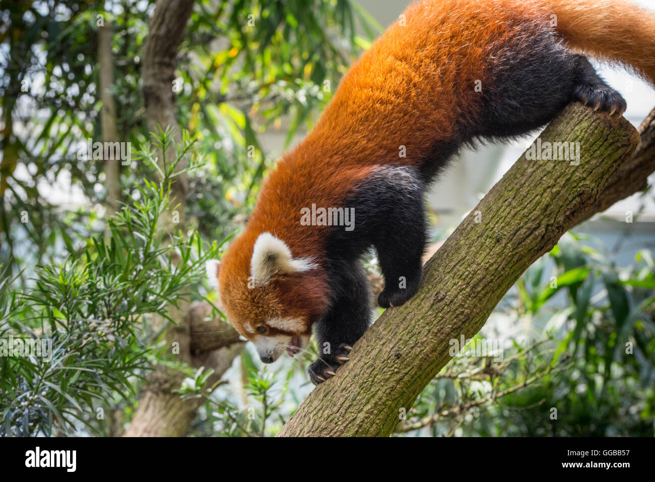 Porträt eines roten Panda gesehen in Singapur Stockfoto