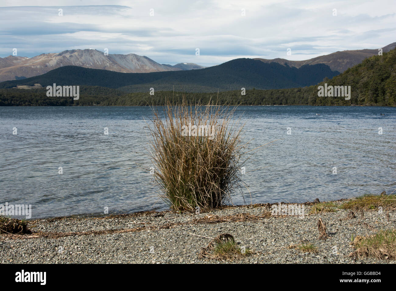 An den Ufern der Seen Mavora schafft niederschlagsarme Tussock-Grasland in der Südalpen Neuseelands. Stockfoto