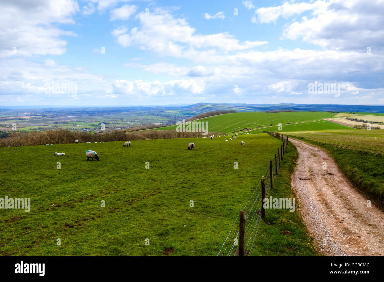 South Downs, Petworth, Chichester, West Sussex, England, UK Stockfoto