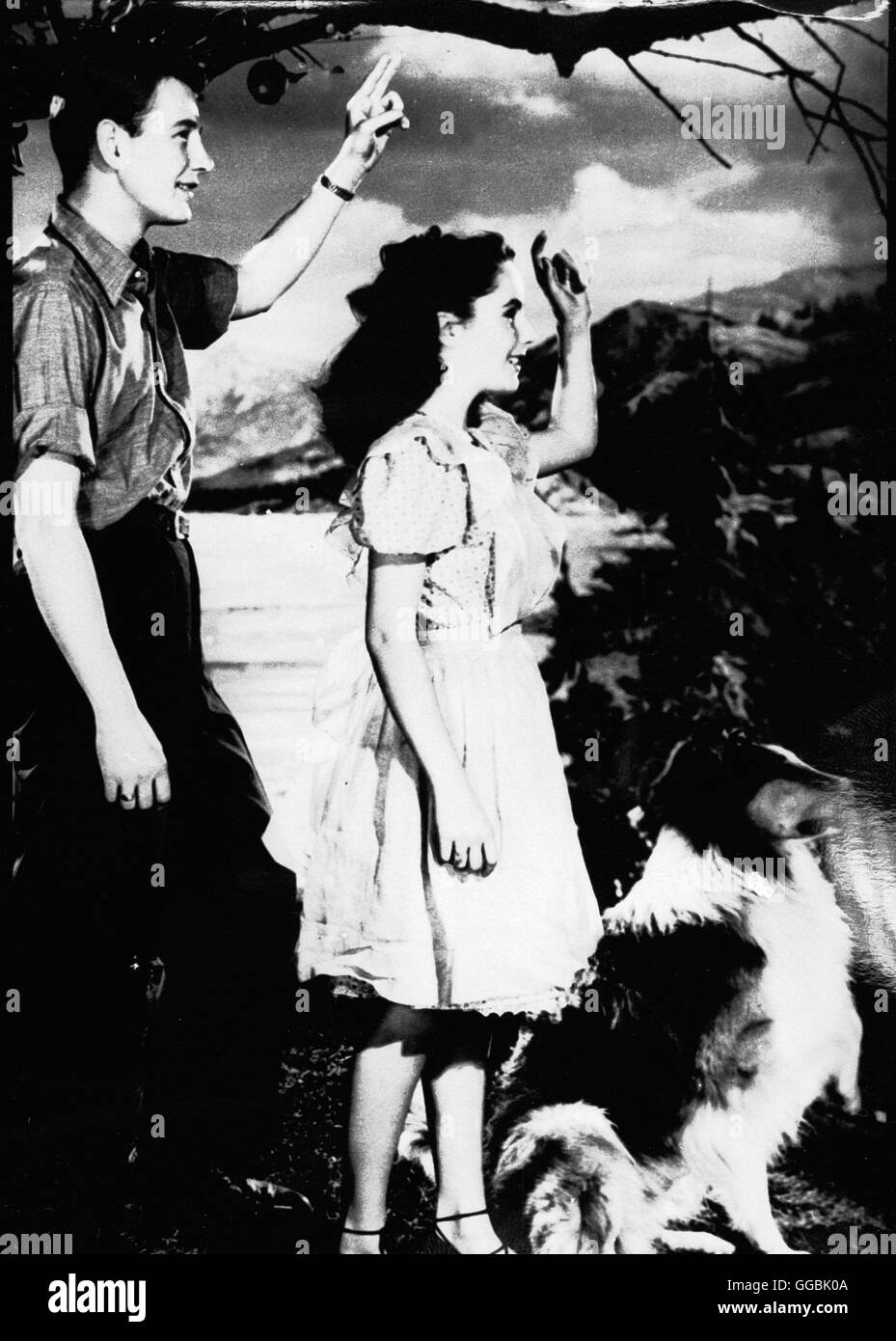 STATT AUF VIER PFOTEN / (Mut von Lassie) USA 1946 / Fred M. Wilcox sterben Junge Kathie Merrick (ELIZABETH TAYLOR) Nimmt Sich Eines Verletzten Kleinen Collies ein Und Zieht Ihn Auf. Später Landet er Beim Militär Und Bewährt Sich als Meldehund Im Krieg. Als seine Herrin ihn-Wiederbekommt, Muß Sie Jedoch um Sein Leben Bangen... Szene Mit FRANK MORGAN Regie: Fred M. Wilcox aka. Mut der Lassie Stockfoto