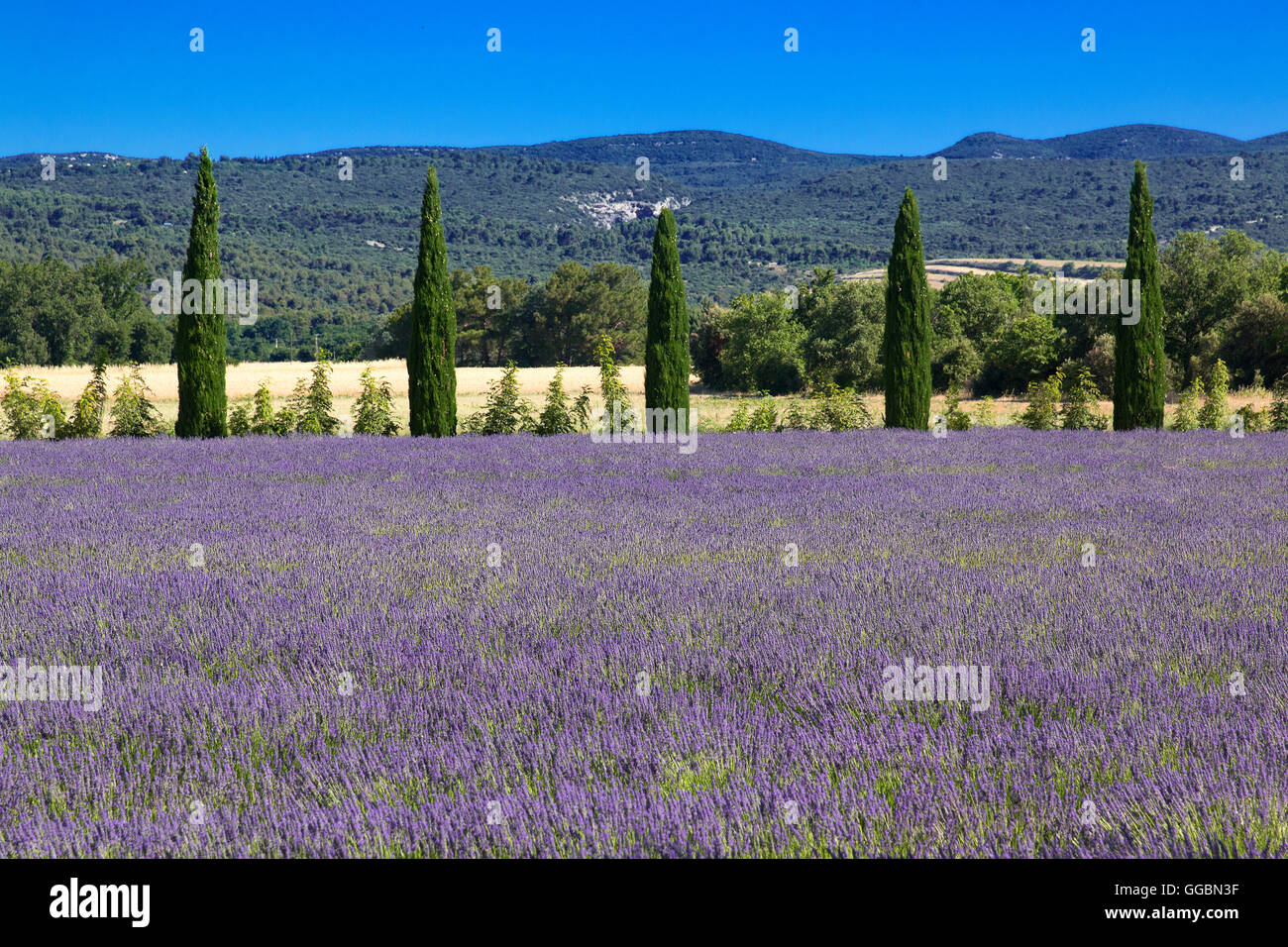 Landschaft in der Nähe von Gordes im Luberon, Frankreich Stockfoto