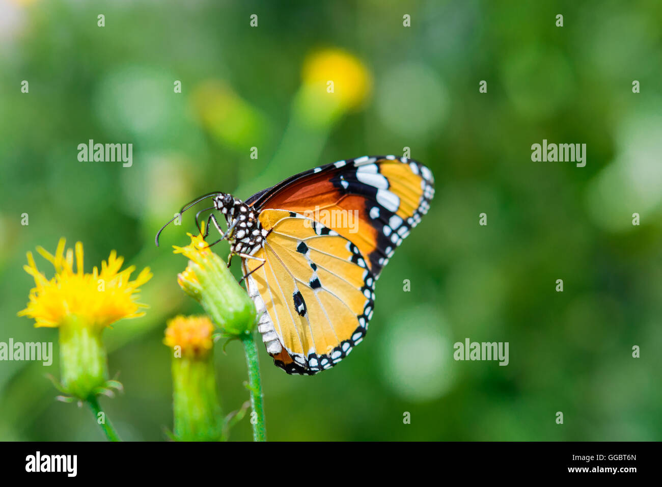 Eine schöne Monarchfalter (Danaus Plexippus) auf gelbe Blume Stockfoto