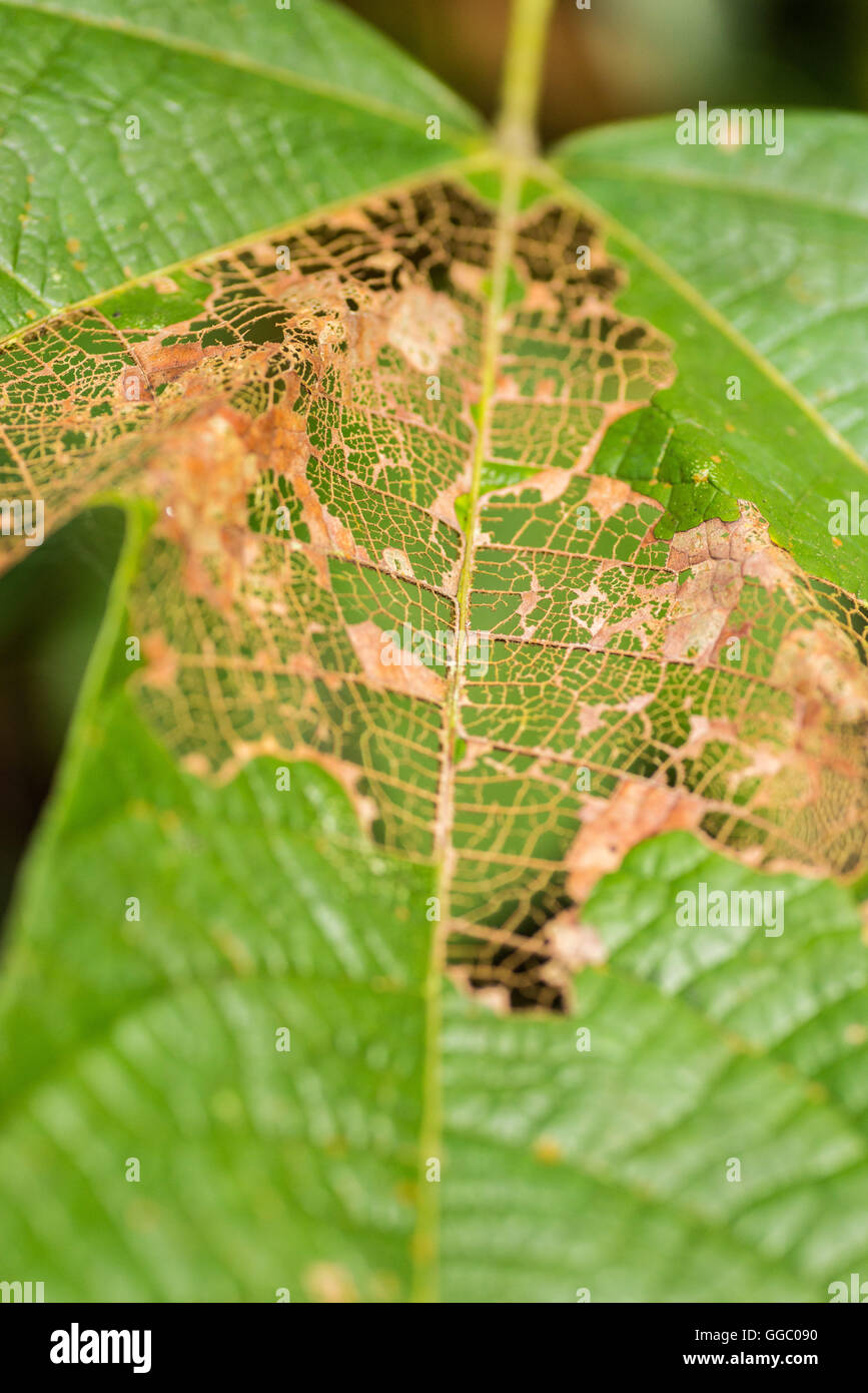 Pflanze Blätter immer trockene und wechselnde Formen Stockfoto