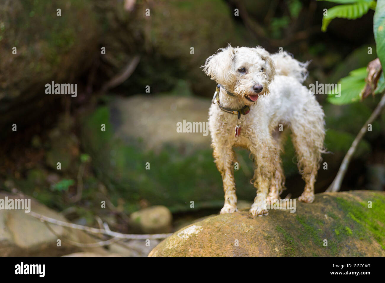 Weißer Pudel Hund stehen auf Felsen Stockfoto