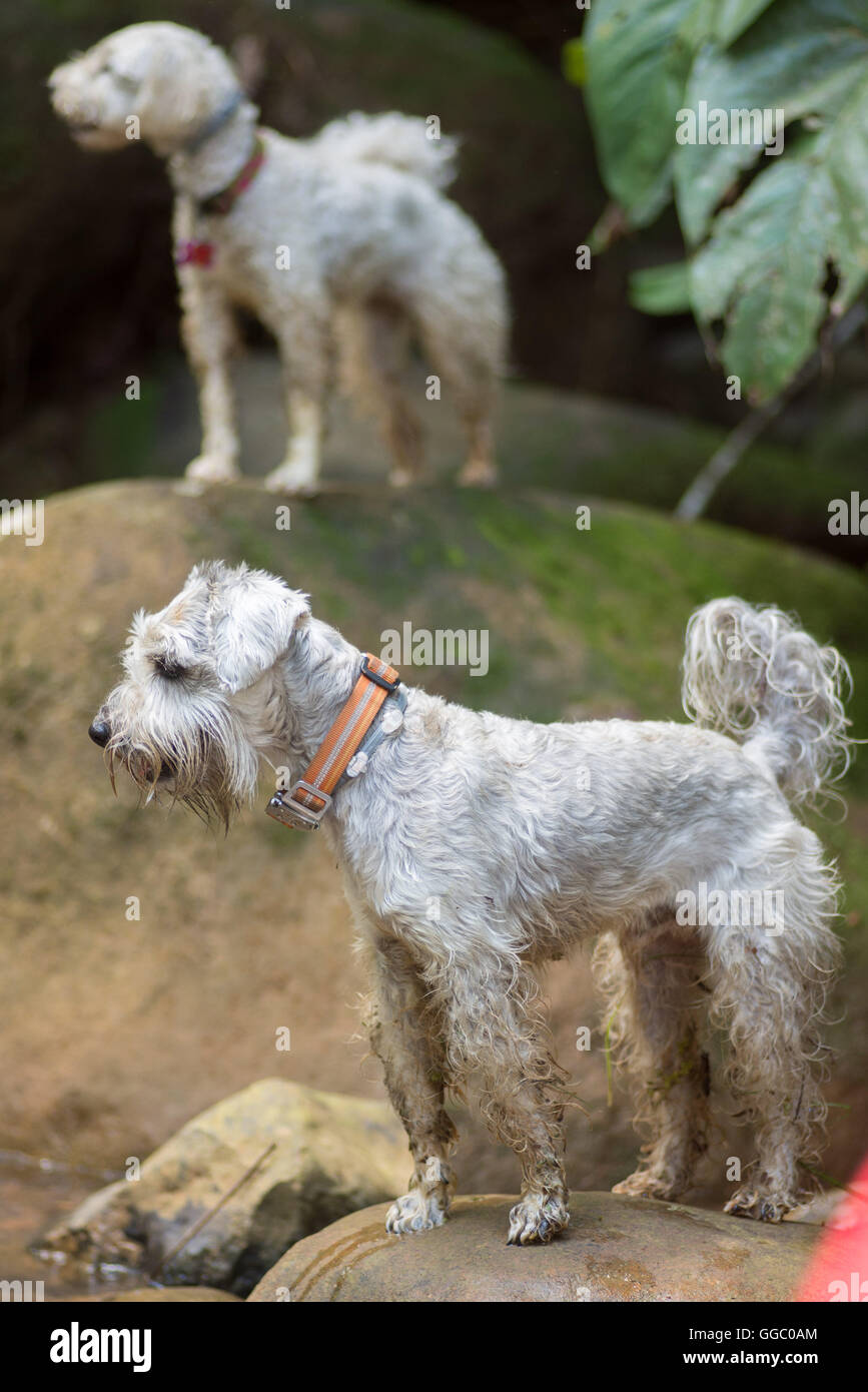Ein Pudel und ein Schnauzer Hunde stehen auf Felsen Stockfoto