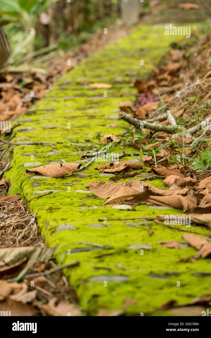 Konkrete Gehweg mit Grünschimmel und trockene Blätter bedeckt Stockfoto