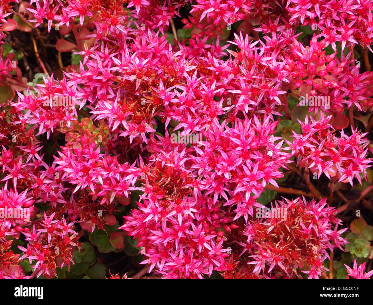 Blumen und Farben Stockfoto