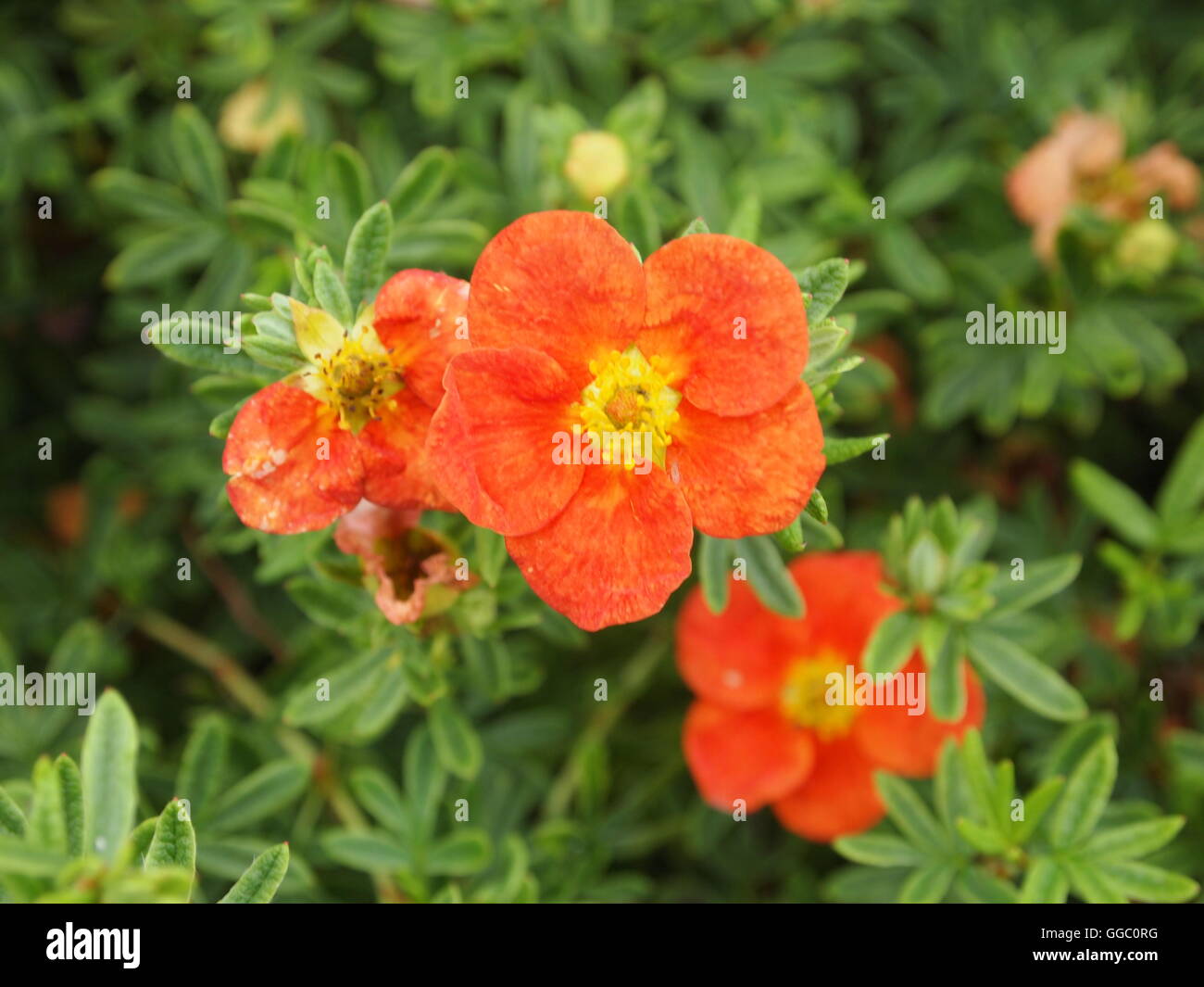 Blumen und Farben Stockfoto