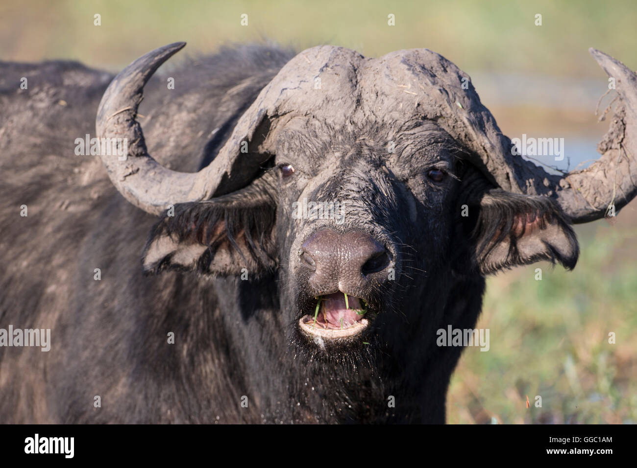 Voll Frontal Nahaufnahme von einem Büffel Kopf Syncerus Caffer mit teilweise offenem Mund an den Ufern des Flusses Chobe, Botswana Stockfoto