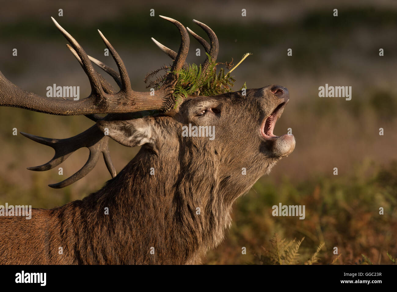 Portrt des groen brllenden Rotwild Hirsch mit Farn Bltter in seinem  Geweih Stockfotografie - Alamy