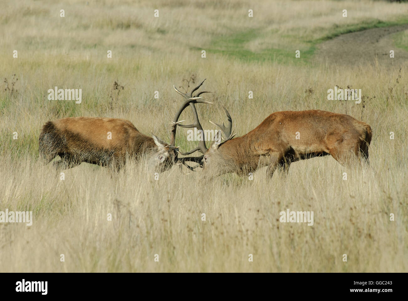 Zwei rote Hirsche während der Brunftzeit kämpfen Stockfoto