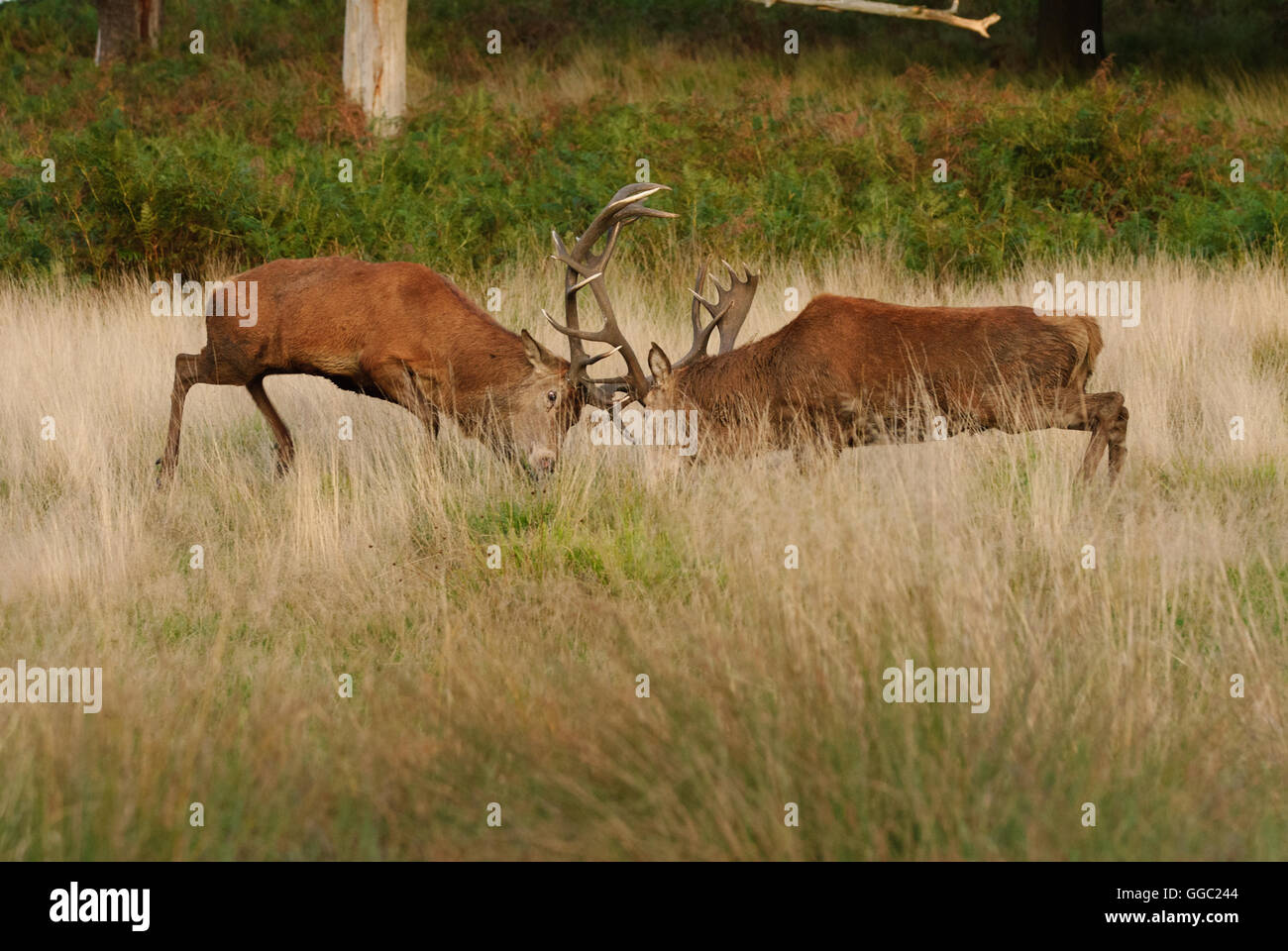 Zwei rote Hirsche während der Brunftzeit kämpfen Stockfoto