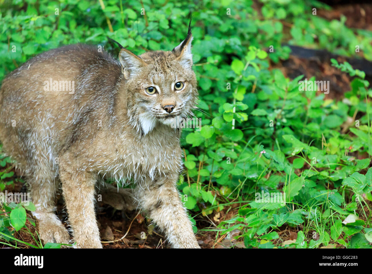 Kanada-Luchs, Lynx canadensis Stockfoto