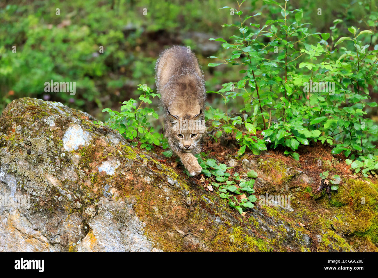 Kanada-Luchs, Lynx canadensis Stockfoto