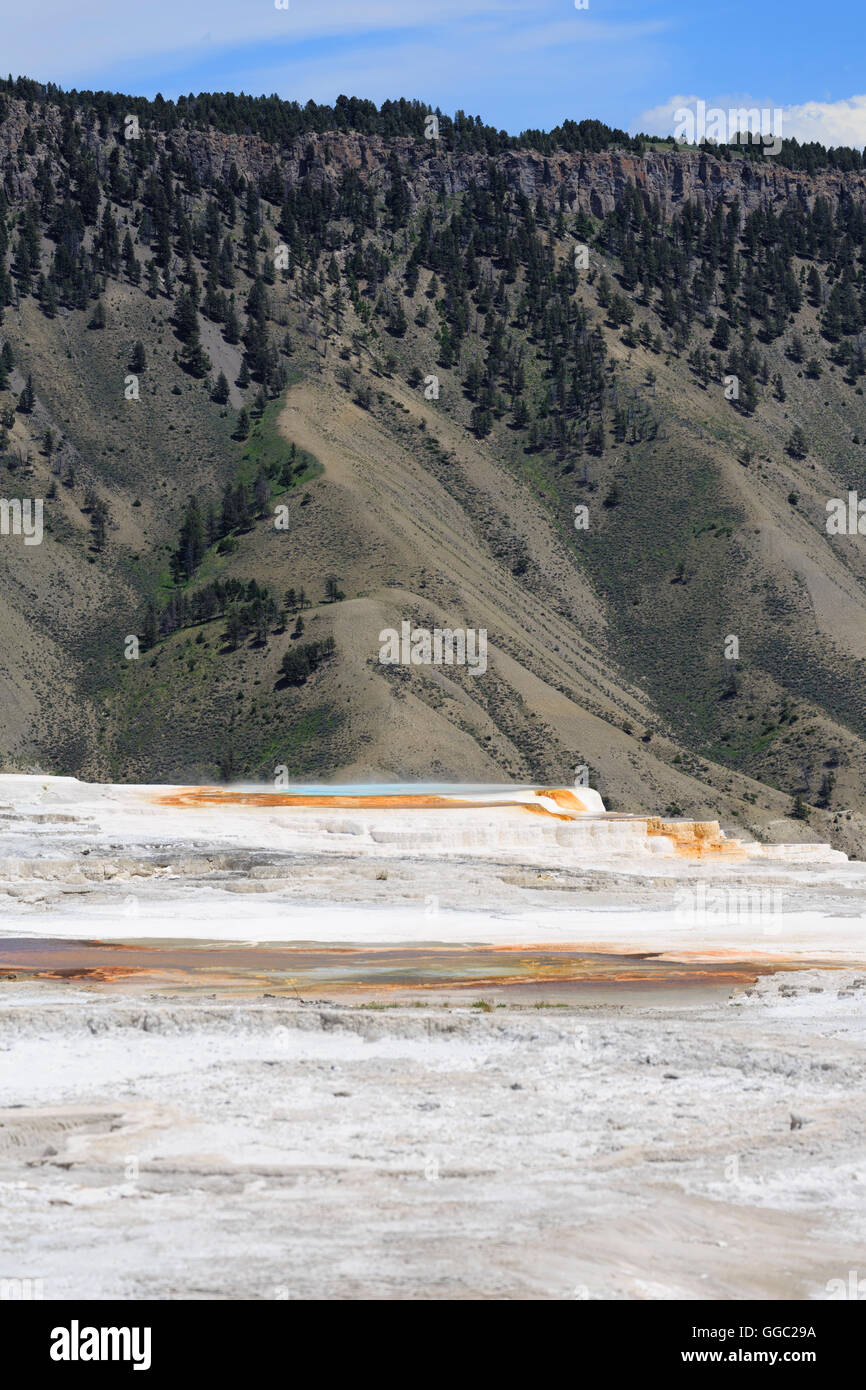 Kanarischen Frühling, Mammoth Hot Springs, oberen Terrassen, Yellowstone-Nationalpark Stockfoto
