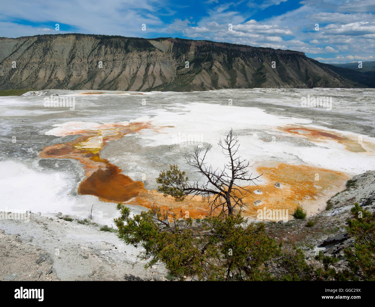 Mammoth Hot Springs, oberen Terrassen, Yellowstone-Nationalpark Stockfoto