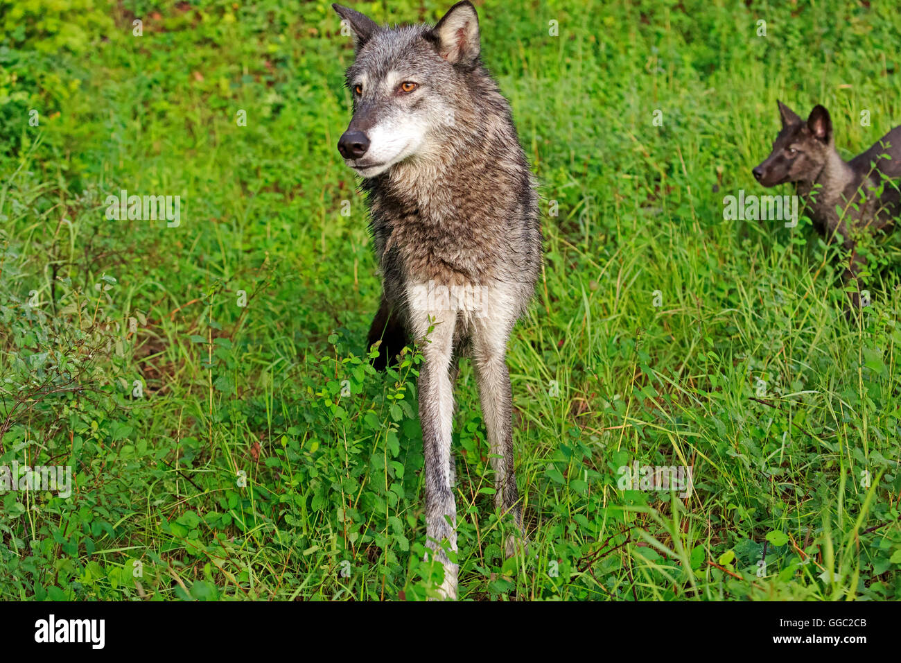 Grauer Wolf, Canis Lupus, Mutter mit Welpe Stockfoto