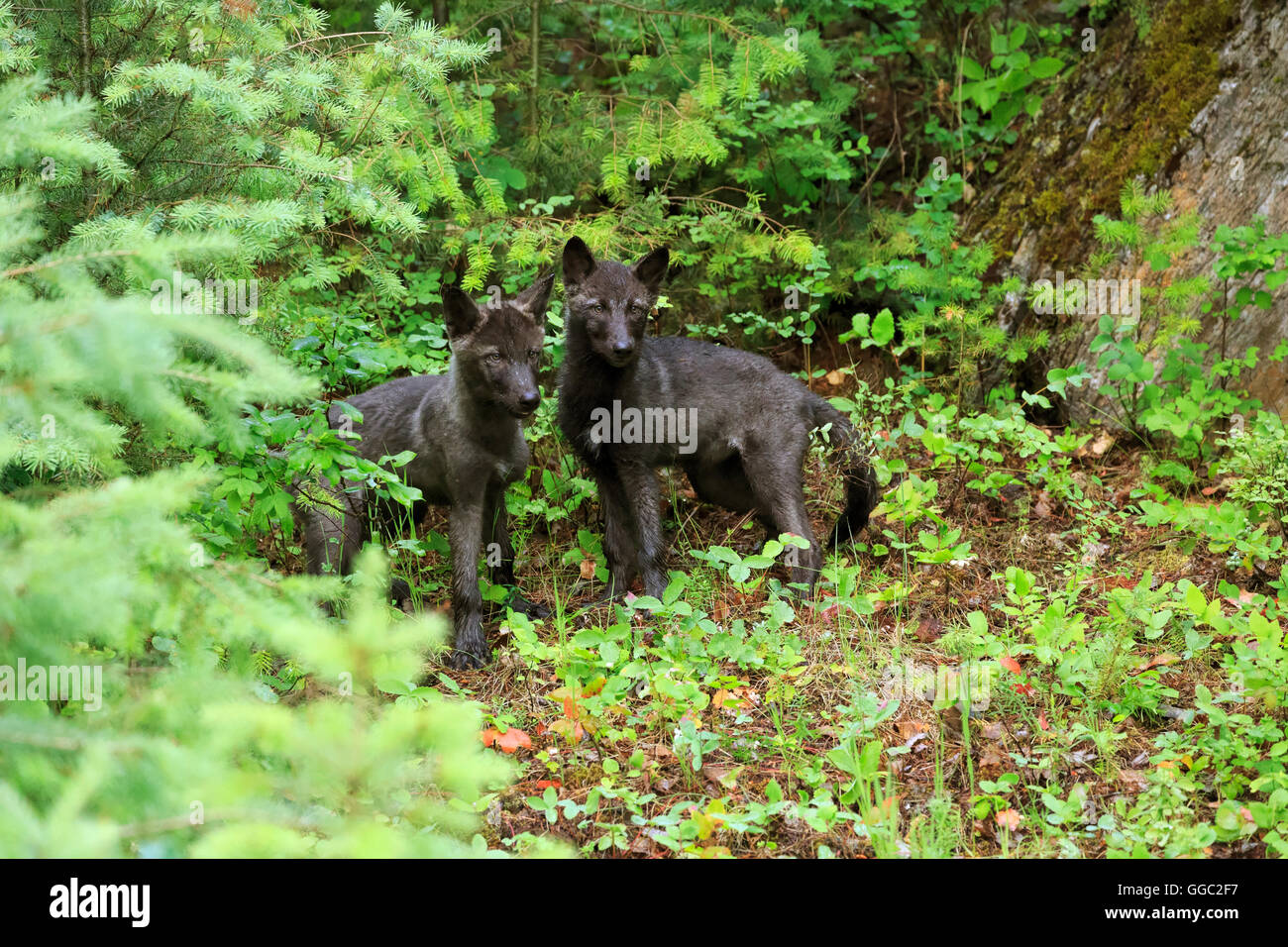 Graue Wolfswelpen, Canis lupus Stockfoto