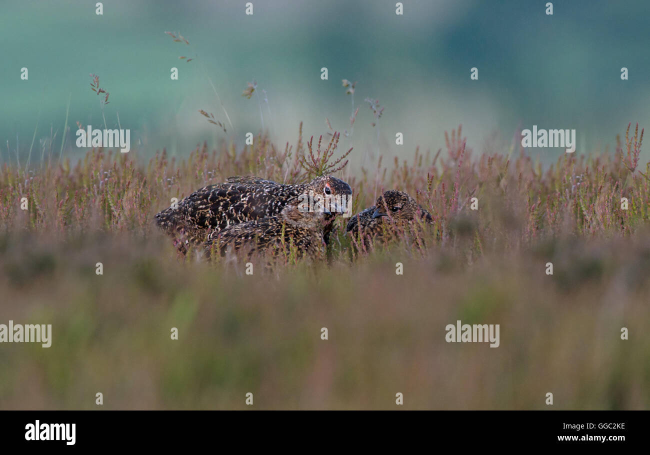 Moorschneehühner - Lagopus Lagopus Scotica mit Küken. UK Stockfoto