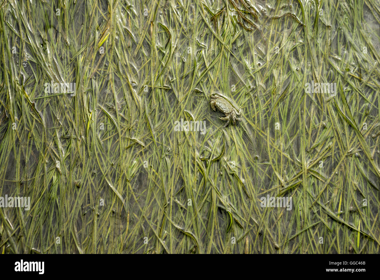 Grüne Ufer Krabbe in einem Bett aus Seegras bei Ebbe Stockfotografie - Alamy