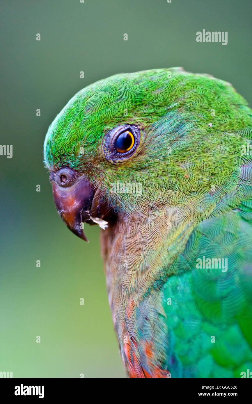 Nahaufnahme des grünen Papagei Stockfoto