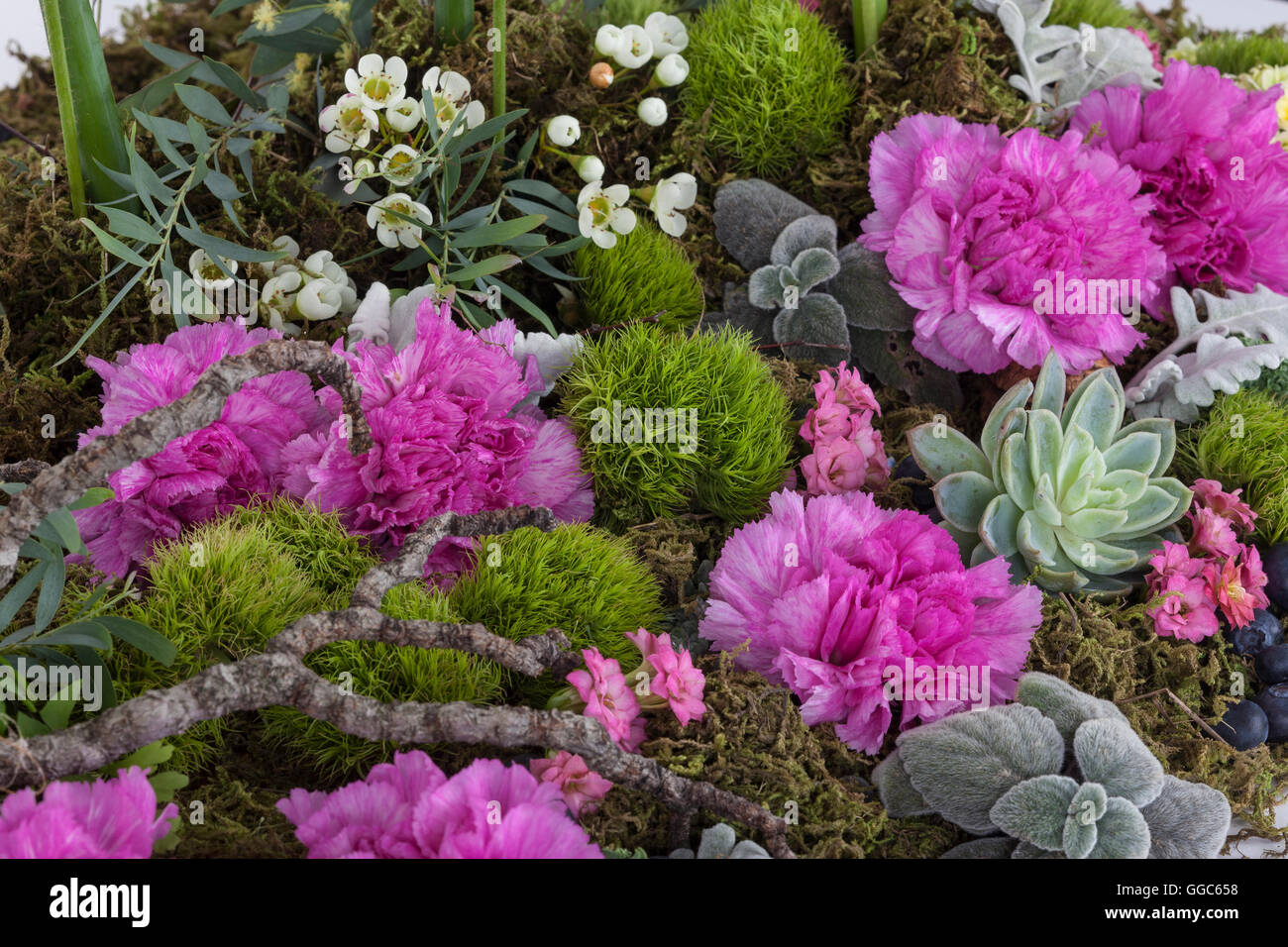 Detail-Aufnahme von einer australischen Blütenpracht Stockfoto