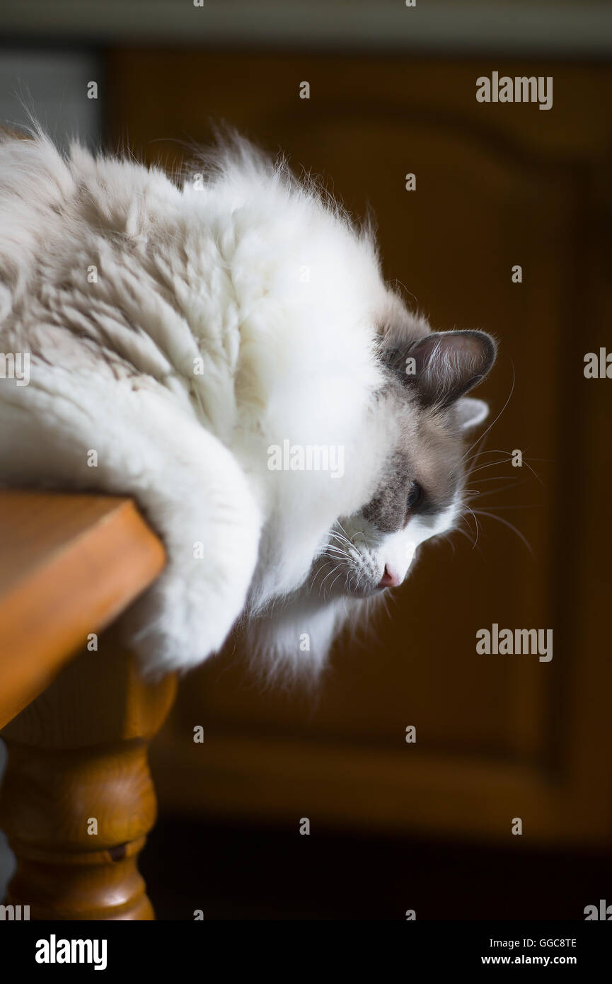 Engen Fokus auf eine ungewöhnliche Liegeposition einer Ragdoll Hauskatze schwebt über der Tischkante drinnen Stockfoto