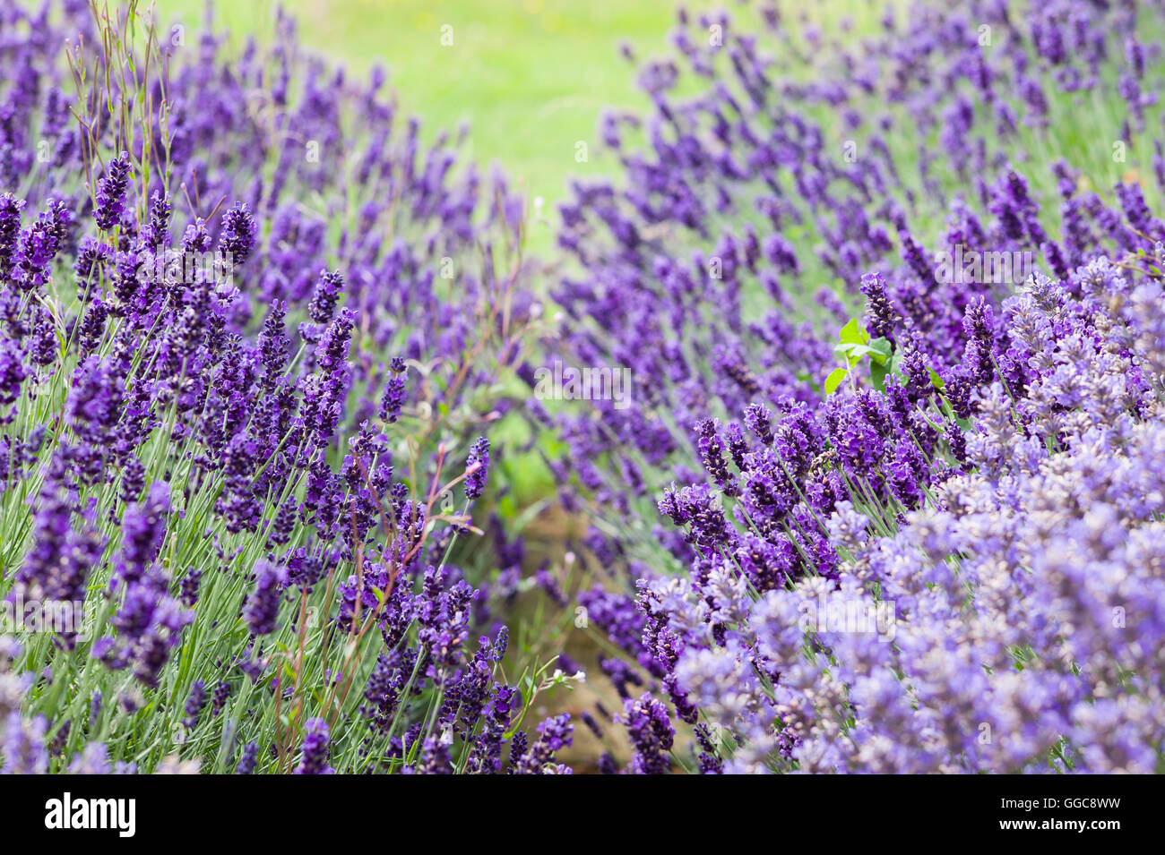 Gemischte Betten von Lavendel in einem Garten von Wiltshire Stockfoto