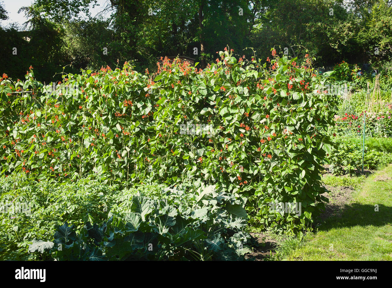 Gemüse, einschließlich Stangenbohnen wächst in einem Dorf Zuteilung Garten in Wiltshire UK Stockfoto