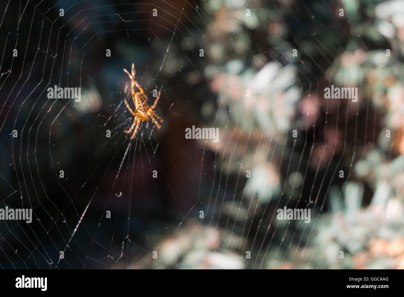 Spinne im Netz in Kiefer Naturgarten. Großaufnahme, Makro Stockfoto